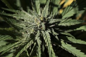 Mon Commission adopts order tied to disapproval of medical cannabis law